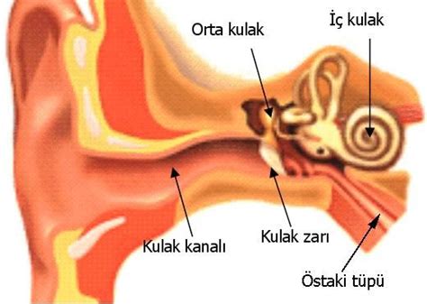 kulak zarı yırtılması kanama